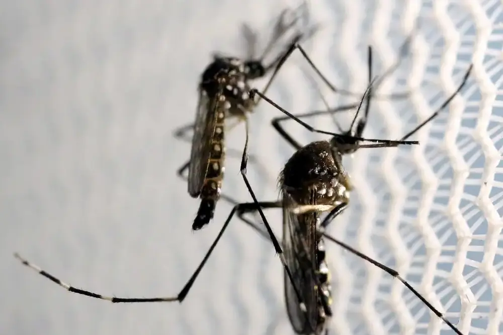 Butantan obtém aval da Anvisa para vacina contra chikungunya